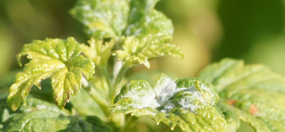 Miltligės liga ant krūmo