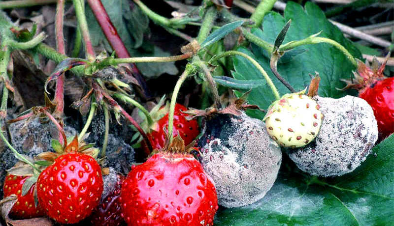 Сива плесен по ягодите