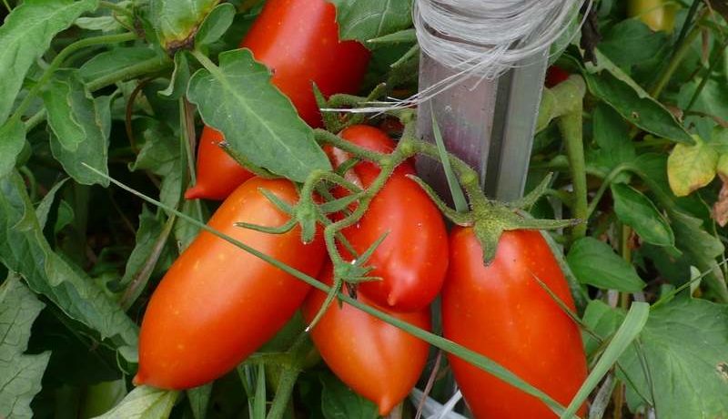 זן עגבניות 'קניגסברג אדום'