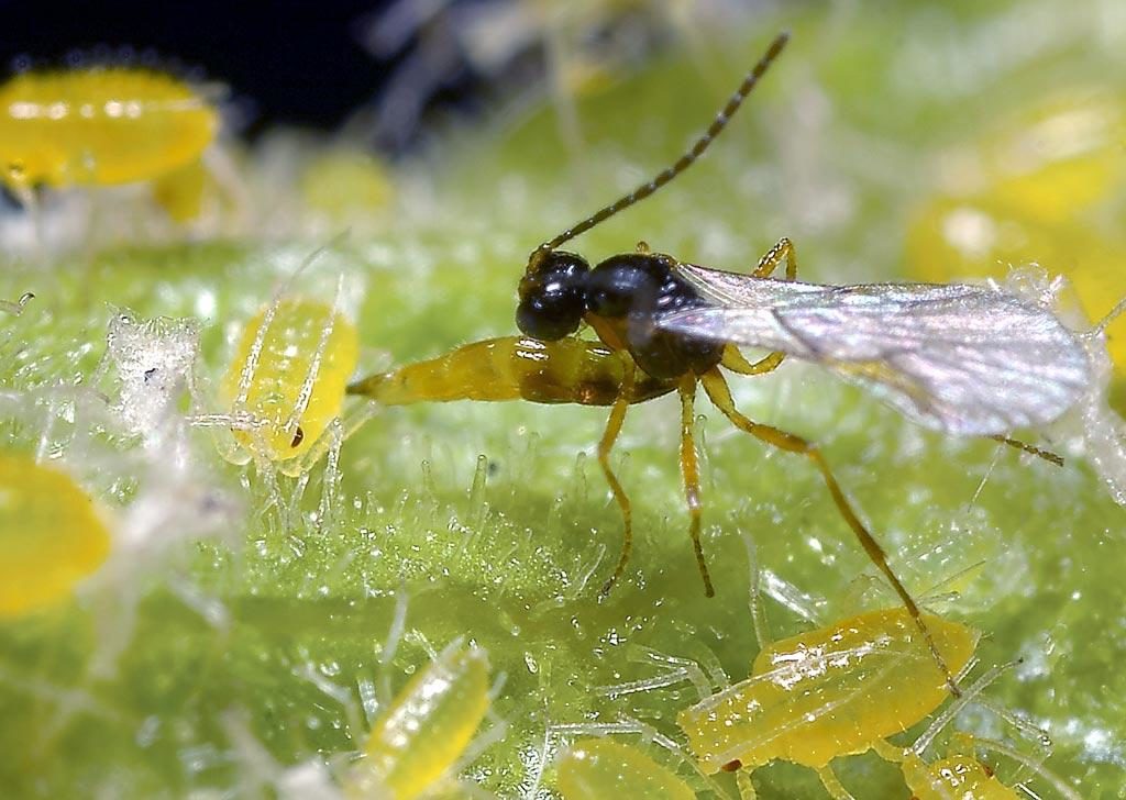 확대 중인 붉은 건포도 진딧물