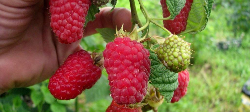 Raspberry berries "Lyachka"