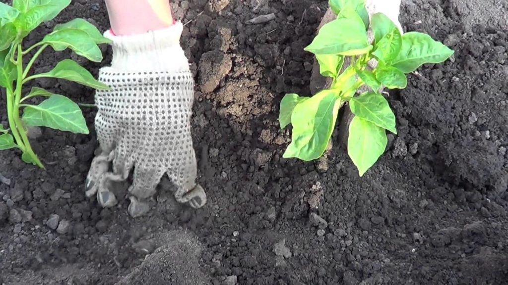 Transferring seedlings to open ground