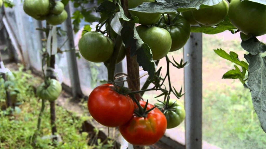가지에 달린 큰 토마토 열매