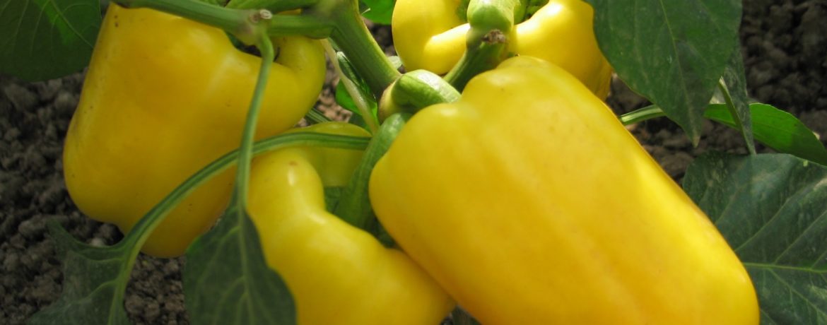 Sárga kaliforniai paprika egy bokoron