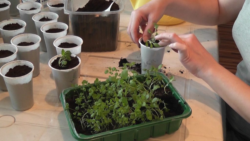 컵에 담긴 오레가노 모종