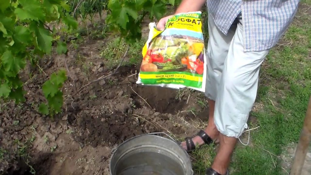 Vīnogu mēslošana ārpus sezonas