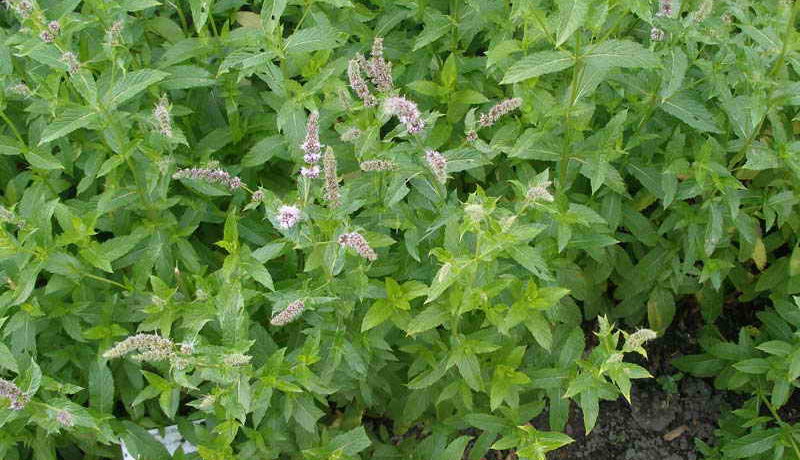 Menta termesztése nyílt terepen