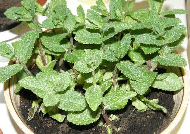 Mynte vokser i vindueskarmen