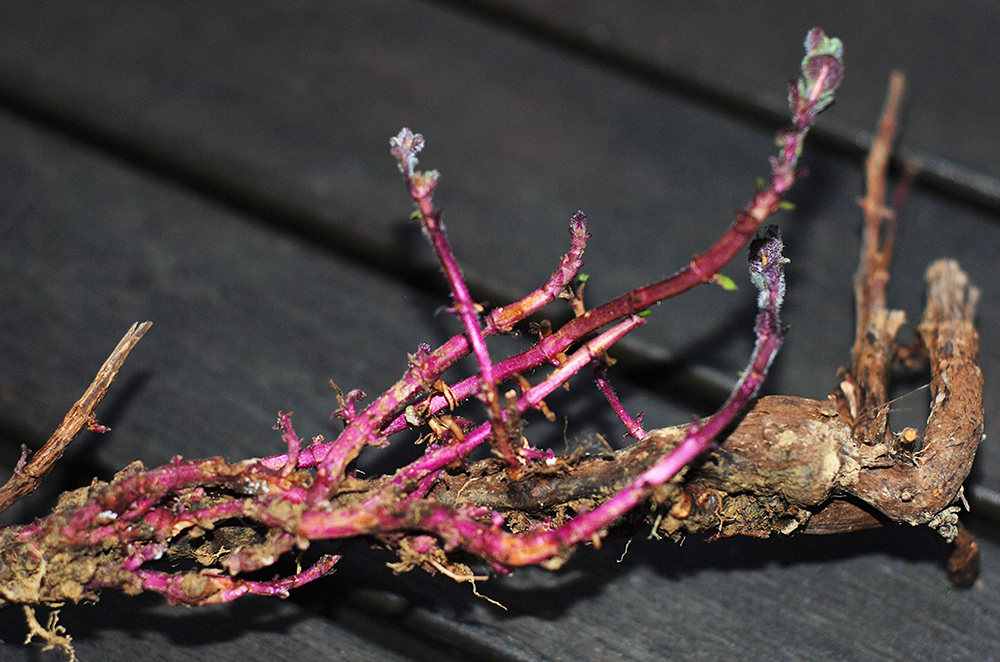 مظهر جذر النعناع مظهر جذر النعناع