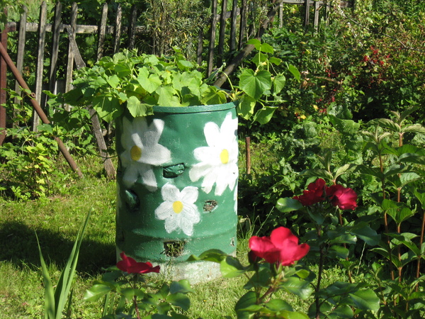 Gurķu audzēšana mucā dārzā