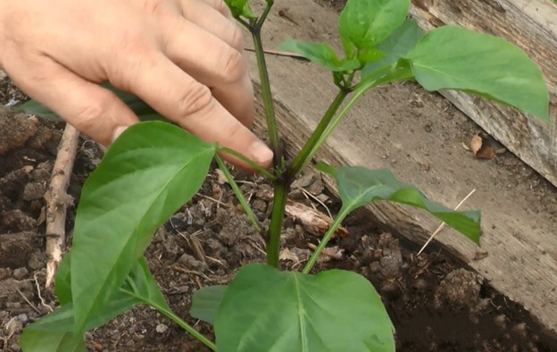 Fiatal paprikahajtások kicsípése