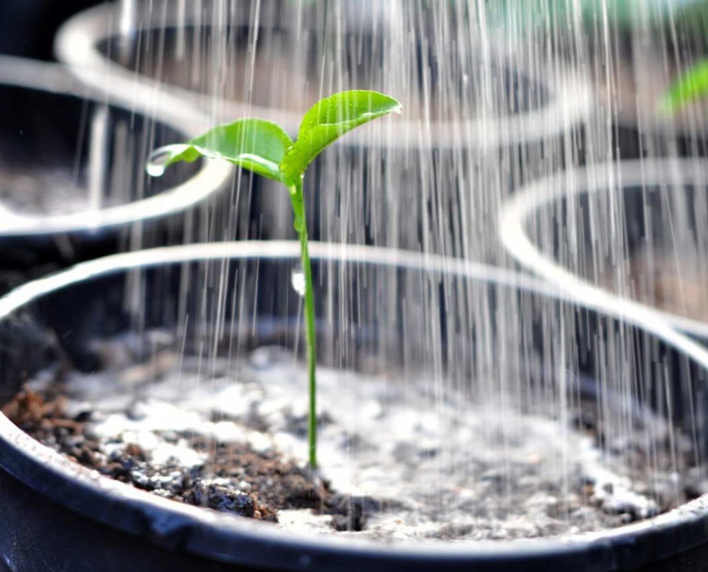 고추 모종 물주기