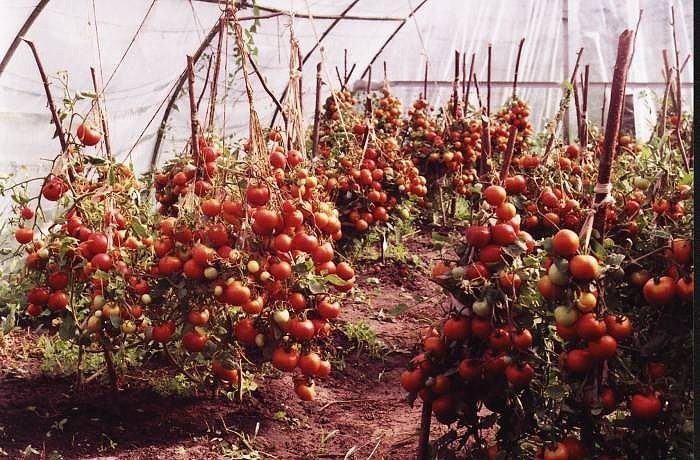 Paradicsom termesztése Maslov módszerével