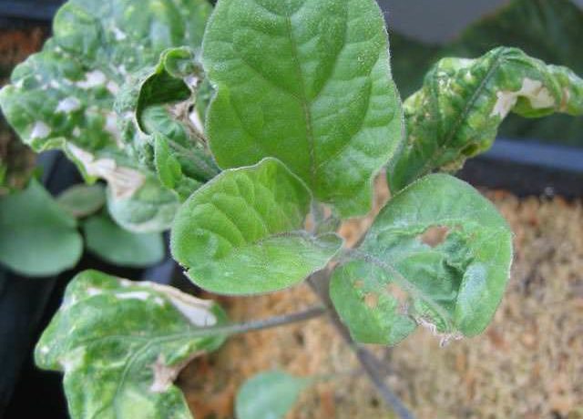 Peronospora sulle foglie di melanzane