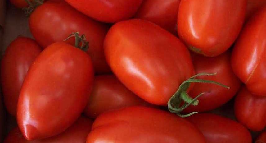 זן עגבניות רוקט