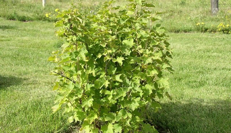 Didelis serbentų krūmas