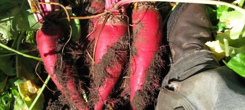 صنف البنجر "الجرجير"