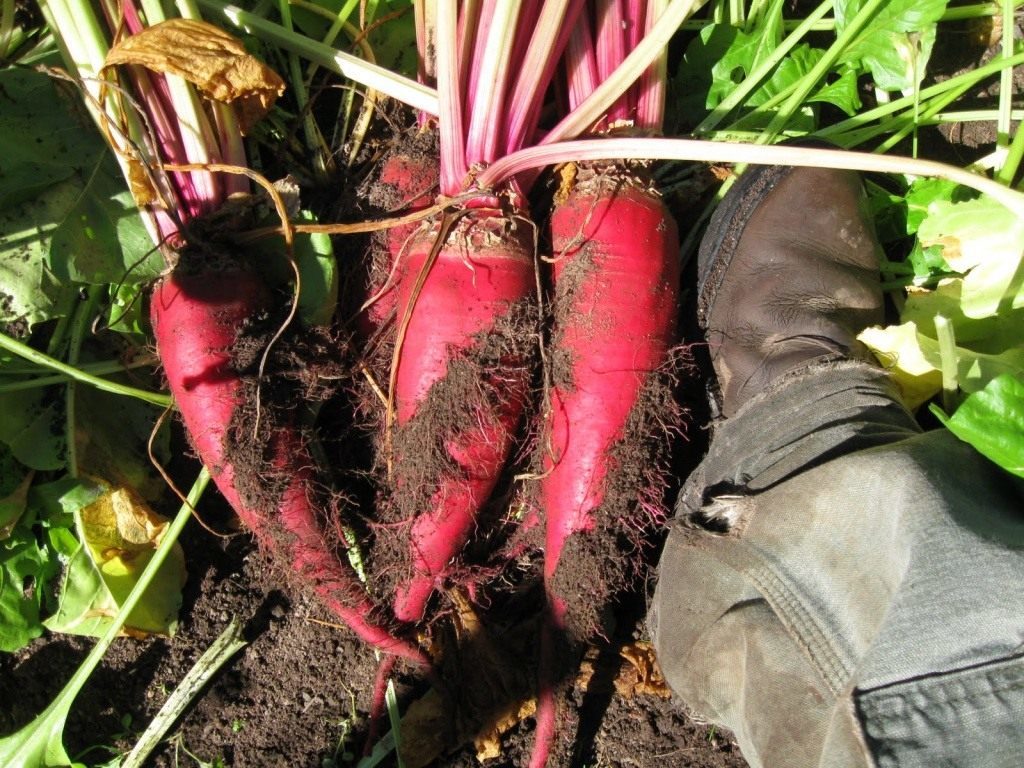 Biešu šķirne "Rocket"