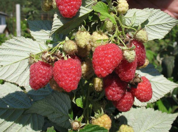 Everbearing raspberry Taganka