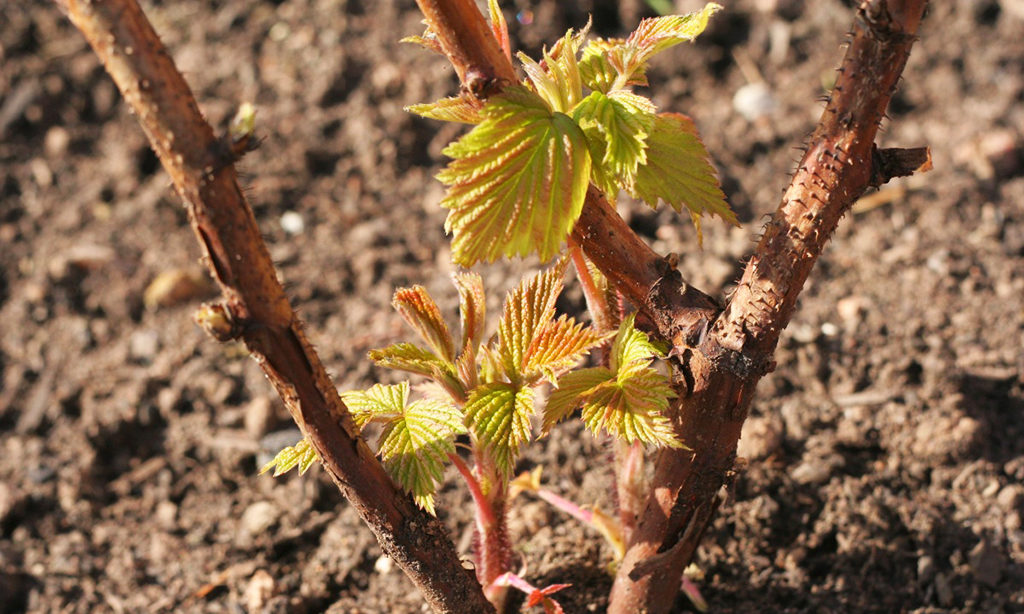 Aveņu stādi atklātā zemē