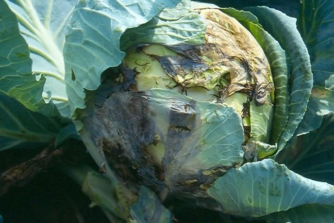 양배추 뿌리썩음병