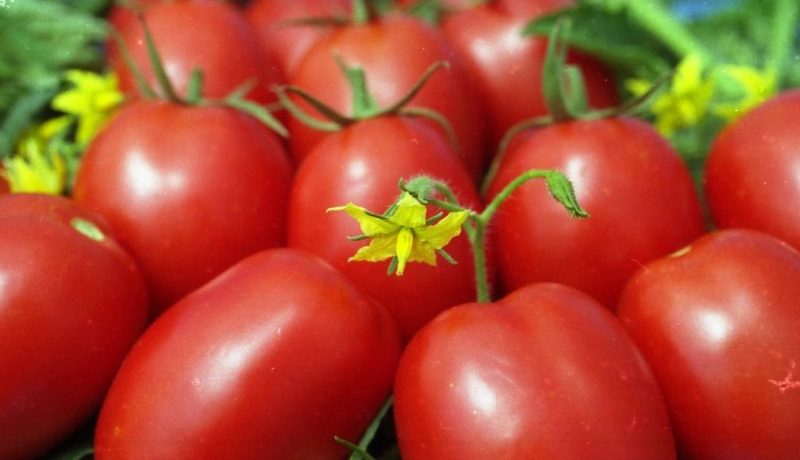 Variété de tomate « Marusya »