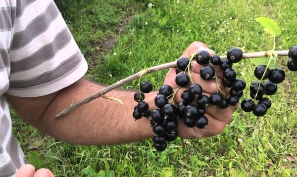 Selechenskaya 2 jāņogu ogas ir ļoti lielas Selechenskaya 2 jāņogu ogas ir ļoti lielas