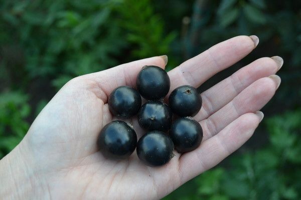 Mēslošanas līdzekļi ir ļoti svarīgi Selekchenskaya 2 jāņogām Mēslošanas līdzekļi ir ļoti svarīgi Selekchenskaya 2 jāņogām
