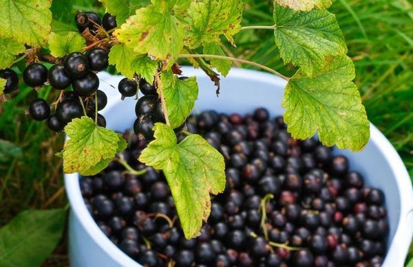 Selechenskaya jāņogu šķirne pieder pie augu sezonas vidus šķirnēm. Selechenskaya jāņogu šķirne pieder pie augu sezonas vidus šķirnēm.