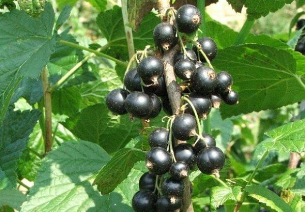 Juodųjų serbentų veislė Sibylla