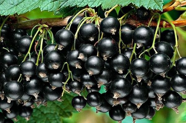 Juodieji serbentai Titania veislė