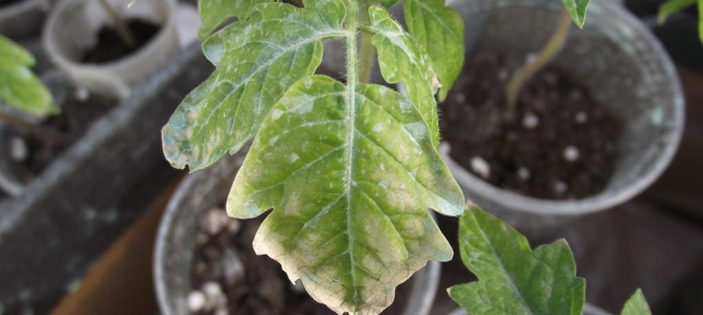 Taches blanches sur les tomates