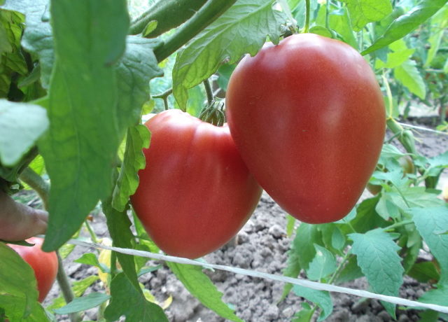 Tomatsorten "Batyanya"
