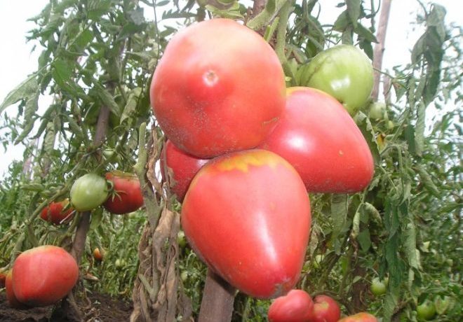 פירות עגבניות גדולים ומגושמים