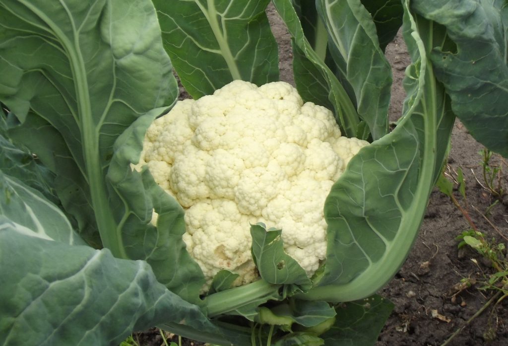 القرنبيط في الحديقة القرنبيط في الحديقة