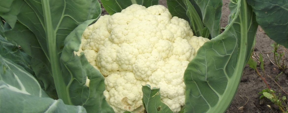 정원의 콜리플라워