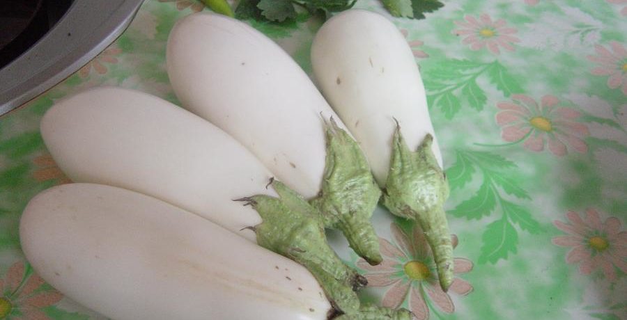 Aubergine variété Lys Blanc