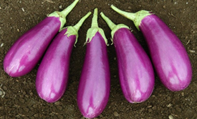 Eggplant variety Lilac Mist