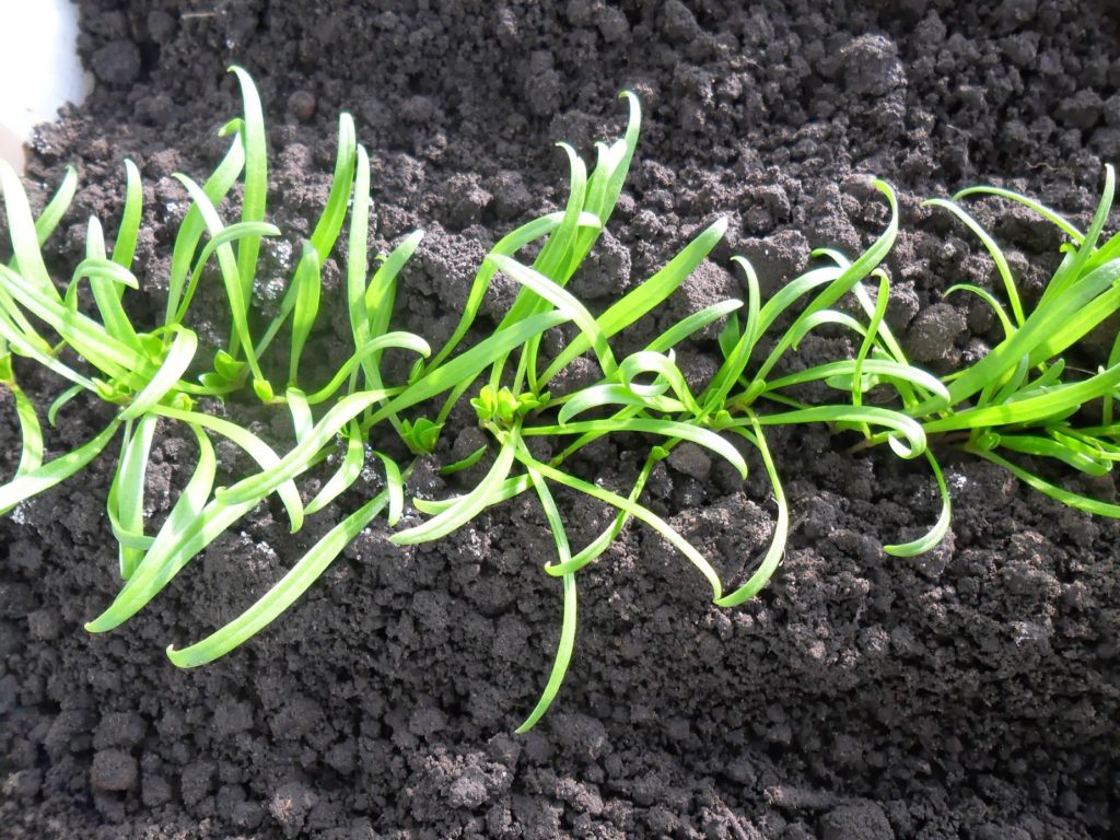 열린 땅의 시금치 묘목 - 첫 번째 싹