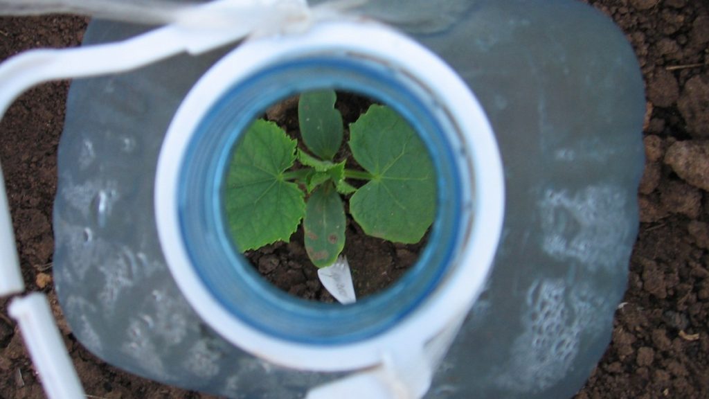Cucumber sprouts in the hole of a plastic bottle