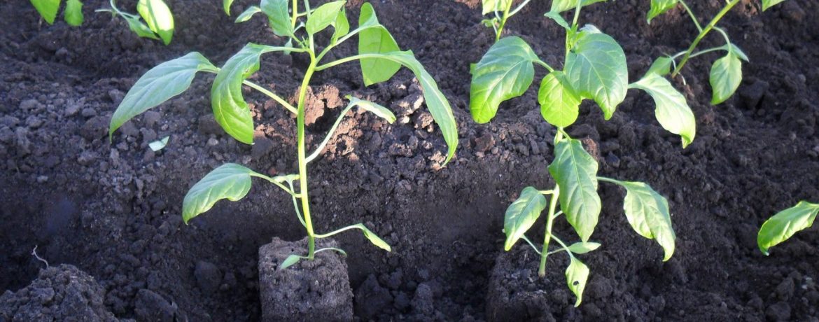 Paprika ültetése nyílt terepen