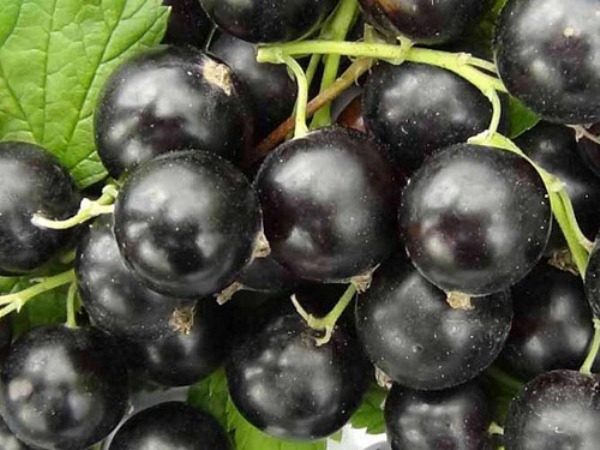 Upeņu raža Upeņu raža