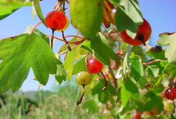 Anbau und Pflege von Alpenjohannisbeeren