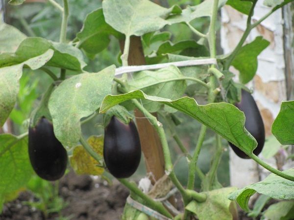 Learning how to remove side shoots from eggplants