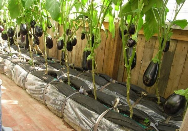 القرص هو إزالة البراعم الجانبية الزائدة وأوراق الشجر من النبات. القرص هو إزالة البراعم الجانبية الزائدة وأوراق الشجر من النبات.