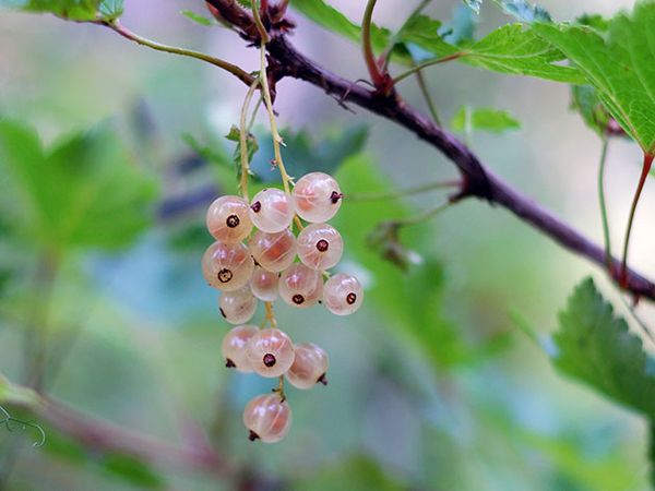 Die besten Sorten und Pflegehinweise für weiße Johannisbeeren