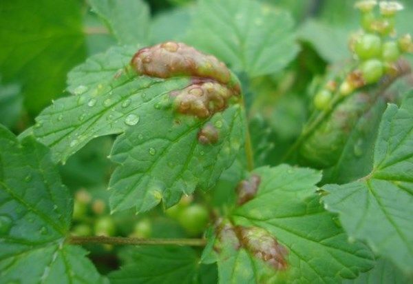 Gyorsan kezelheti a levéltetveket a ribizliben
