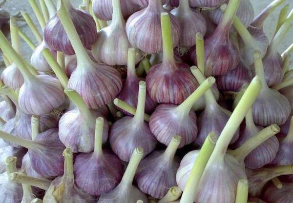 Vinterhvidløgsorten Lyubasha