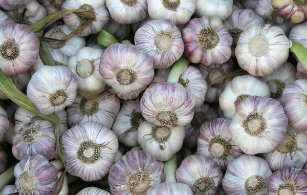 Nie każda roślina będzie dobrze rosła obok czosnku.