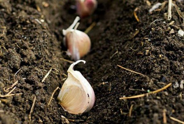 A téli fokhagymát tél előtt ültetik.